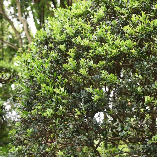 Japanese Holly 40/60cm Root Ball (Ilex crenata 'Conexa') | ScotPlants Direct